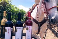 ¡Amantes del vino y los caballos, prepárense! llega El festival Wine & Dressage.